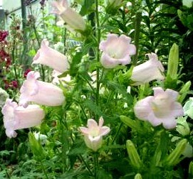 鈴の音が聞こえてきそうな 風鈴草 50粒.拍卖