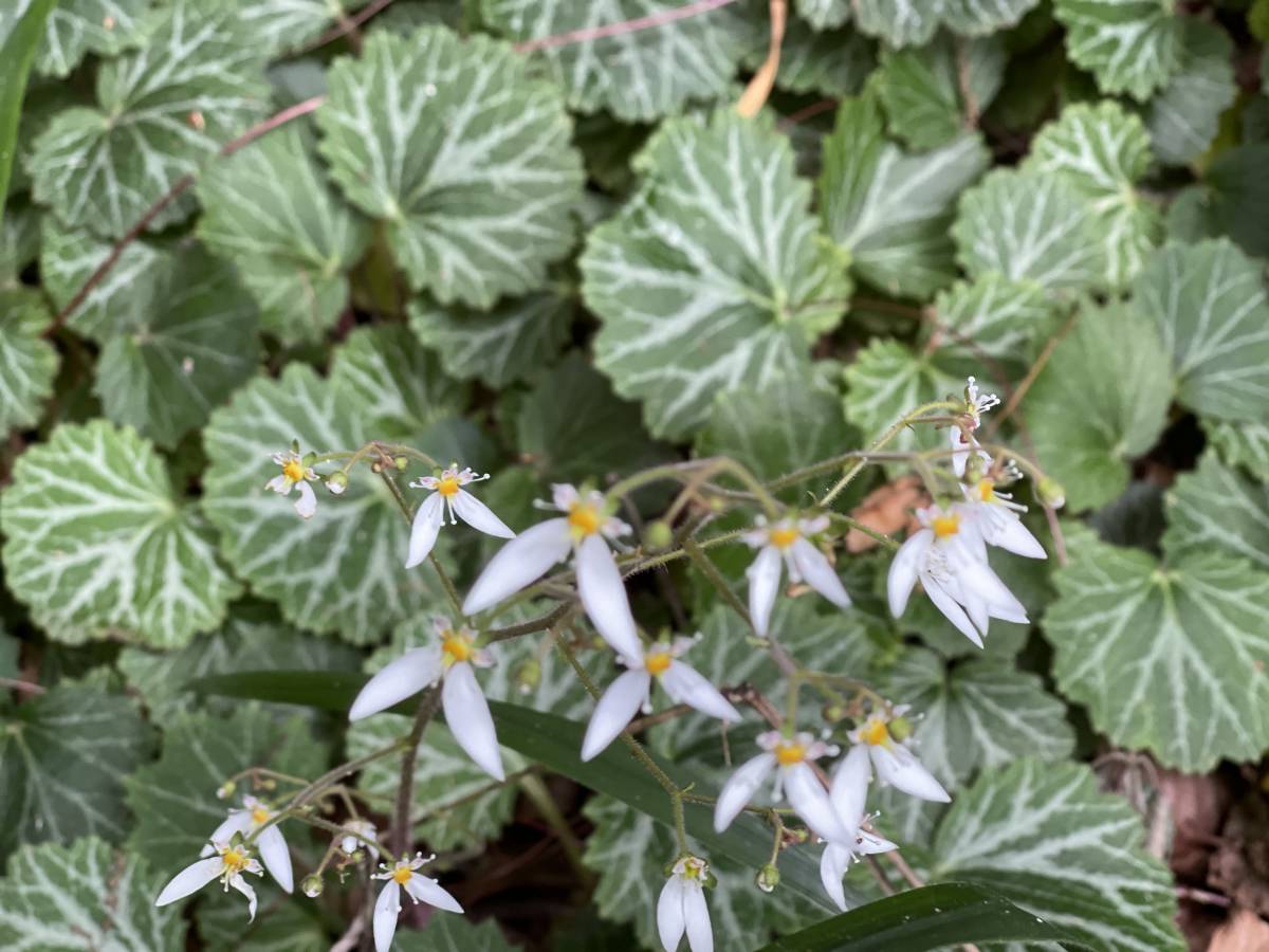 ユキノシタ 根のついた苗 20本 ■ 送料無料 雪の下 根付き ☆ 山野草 グランドカバー /グリーン植物 ゆうパケット 発送拍卖