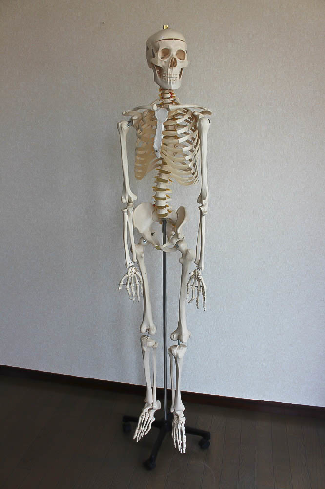 ★★★ 人体模型 骨格標本 骸骨 がい骨 忠実 リアル ★★★拍卖