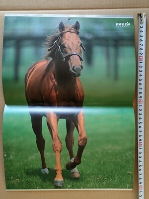 競馬 グリーンチャンネル カレンダー 2009年 非売品 [アグネスタキオン チヨノオー マックイーン ウオッカ スカーレット シービー テイオー拍卖
