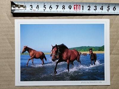 競馬 絵はがき 非売品ポストカード JRA 川を渡る馬たち(北海道 新冠・八木牧場か?)拍卖