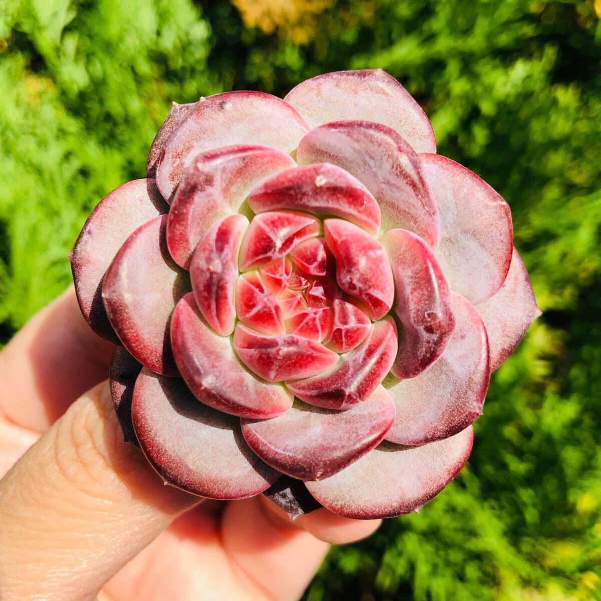 紅琥珀 新品種 エケベリア 多肉植物拍卖