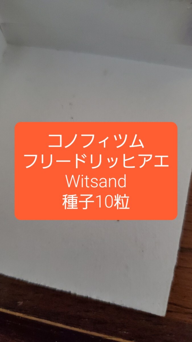 コノフィツム フリードリッヒアエ, Witsand 種子10粒拍卖