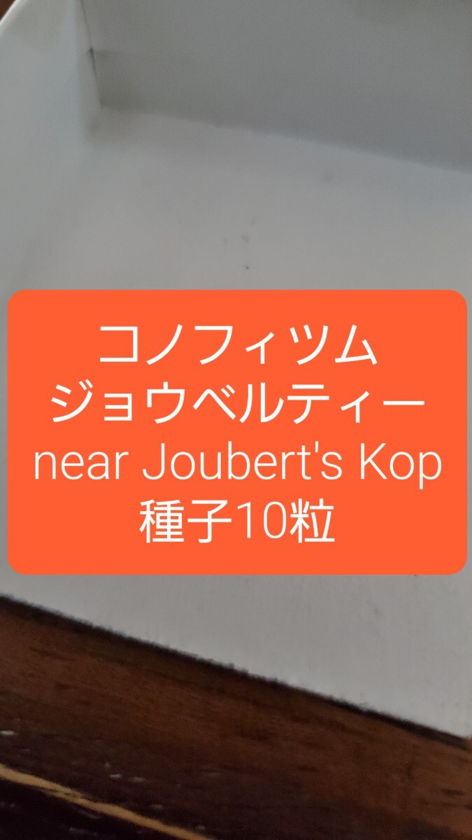 コノフィツム ジョウベルティー, near Joubert's Kop 種子10粒拍卖