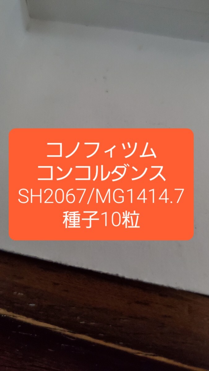 コノフィツム コンコルダンス SH2067 種子10粒拍卖