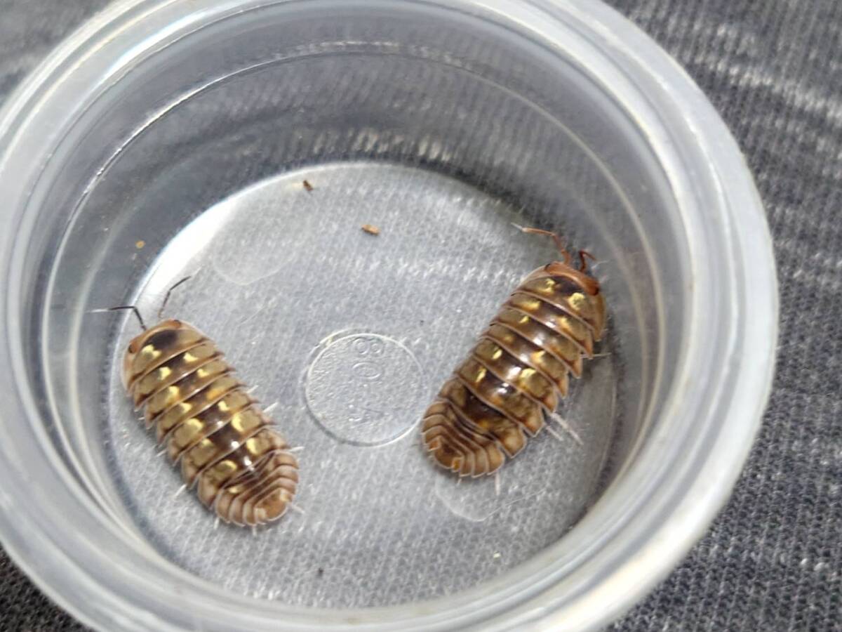 5匹+1troglodillo sp.folding boxダンゴムシワラジムシⅠ-⑭拍卖