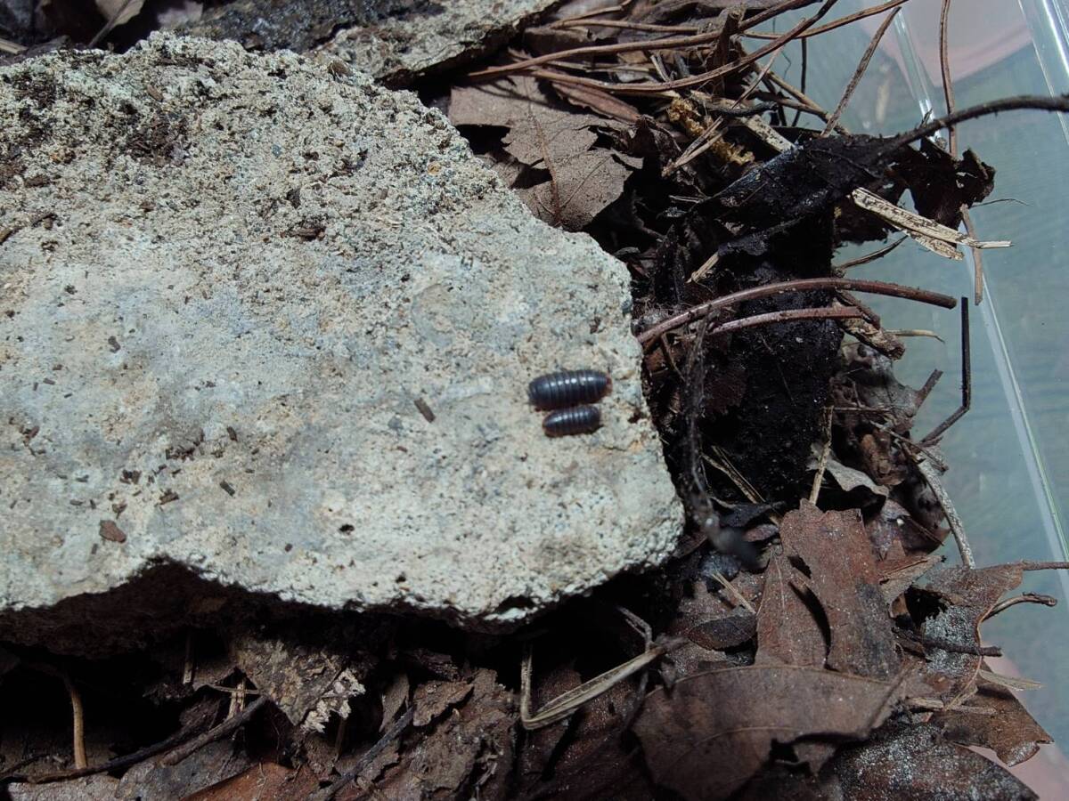 超絶レア★5匹+1匹spherillo sp red edgeダンゴムシワラジムシⅠ-⑫拍卖