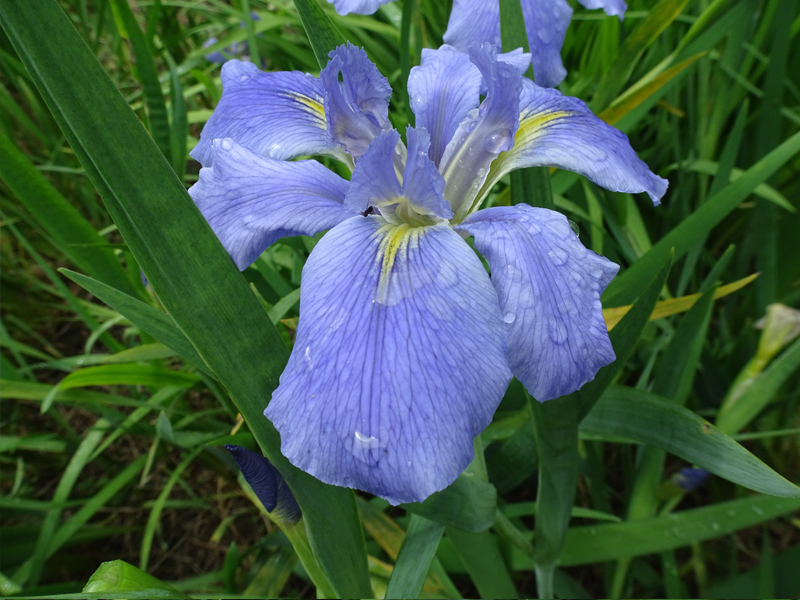 5芽 1500円 ルイジアナアイリス(メアリーダン)開花期5月拍卖