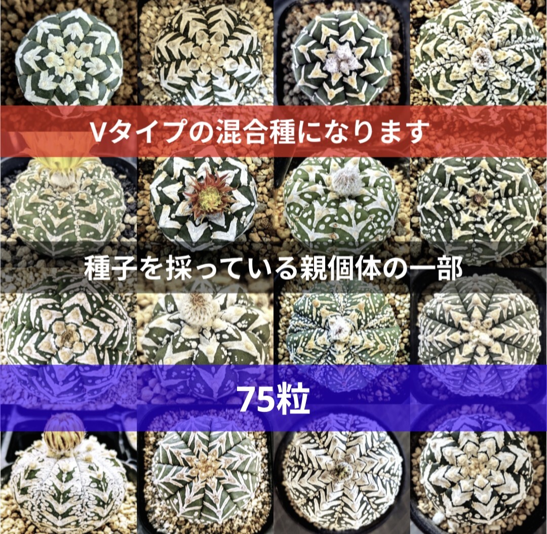 Ω 75粒 Yahooオフ スーパー兜 アストロフィツム Vタイプ アロータイプ 種子 サボテン 多肉植物 匿名配送料込 ヤフオフ特別価格品拍卖