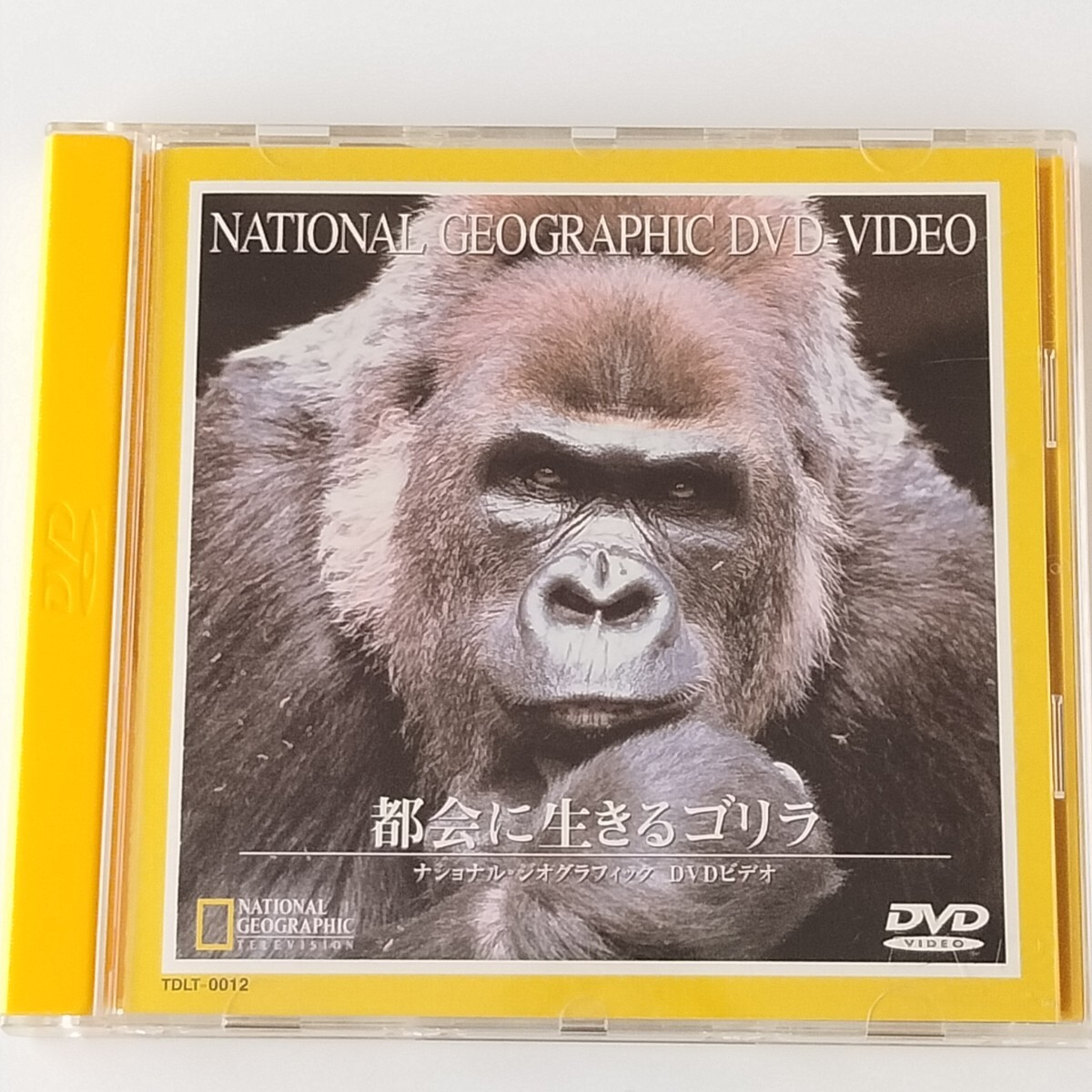 【二カ国語版/DVD】都会に生きるゴリラ(TDLT-0012)ナショナル・ジオグラフィック DVD ビデオ/NATIONAL GEOGRAPHIC/THE URBAN GORILLA拍卖