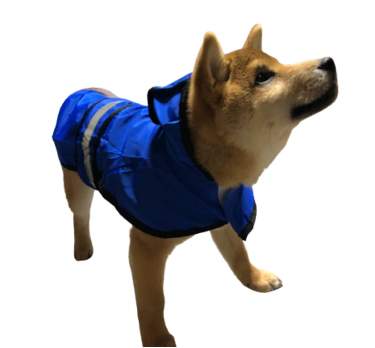 新品●送料無料●犬 レインコート サイズ4XL 青 ブルー フード付き 着脱超簡単 雨の日のおさんぽも楽しい拍卖