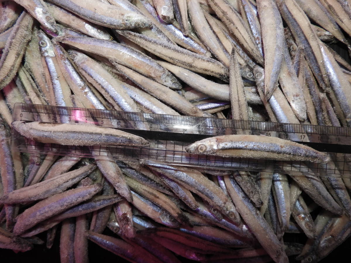 冷凍キビナゴ バラ キビナゴ 冷凍餌 エサ アロワナ 大型魚 古代魚 エンドリケリー ガー拍卖