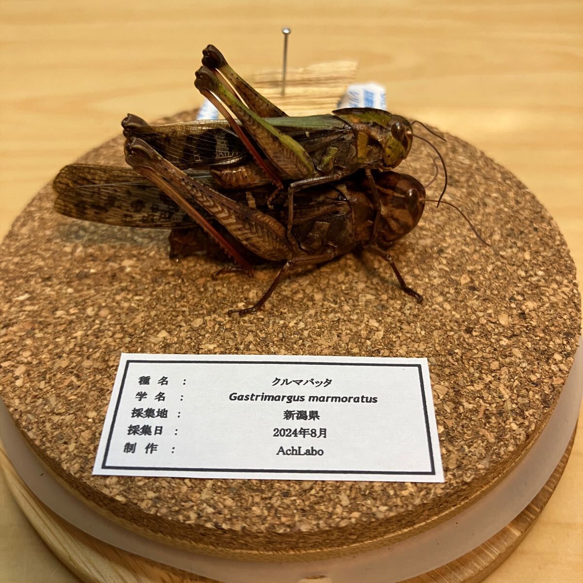 【昆虫標本】クルマバッタ ペア ガラスケース入り拍卖