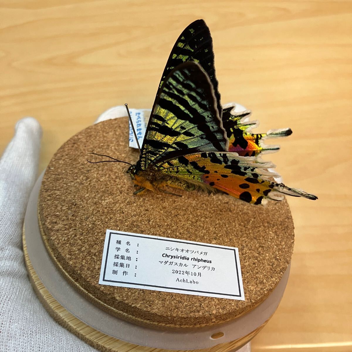 【昆虫標本】ニシキオオツバメガ ガラスケース入り拍卖