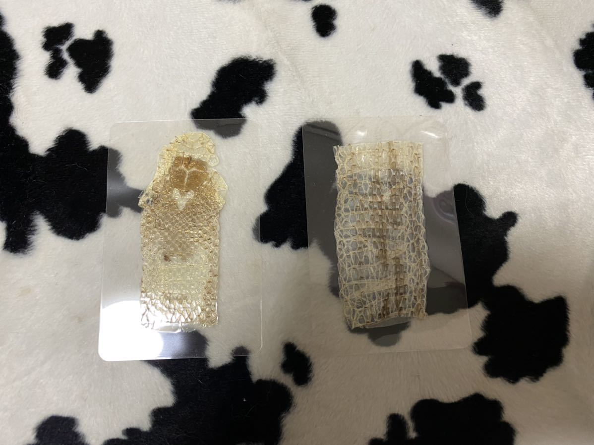 蛇ヘビ☆抜け殻☆金運お守り☆頭部と体部☆ハンドメド拍卖