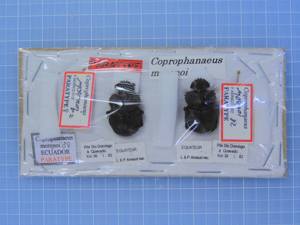 ☆パラタイプ モロンニジダイコクコガネ 21-21mm拍卖