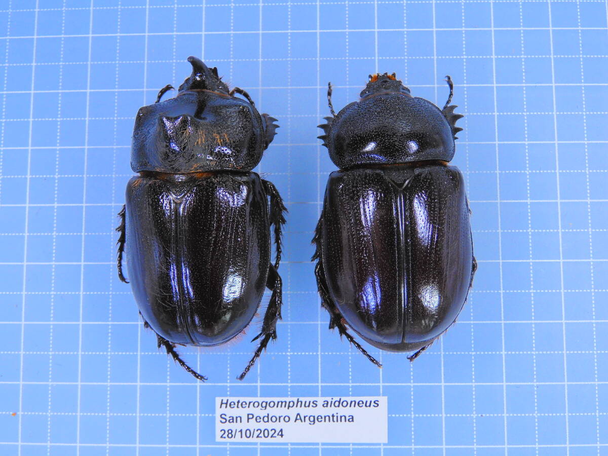 ☆アルゼンチン産 アイドネウスヒサシツノサイカブト 43-44mm拍卖