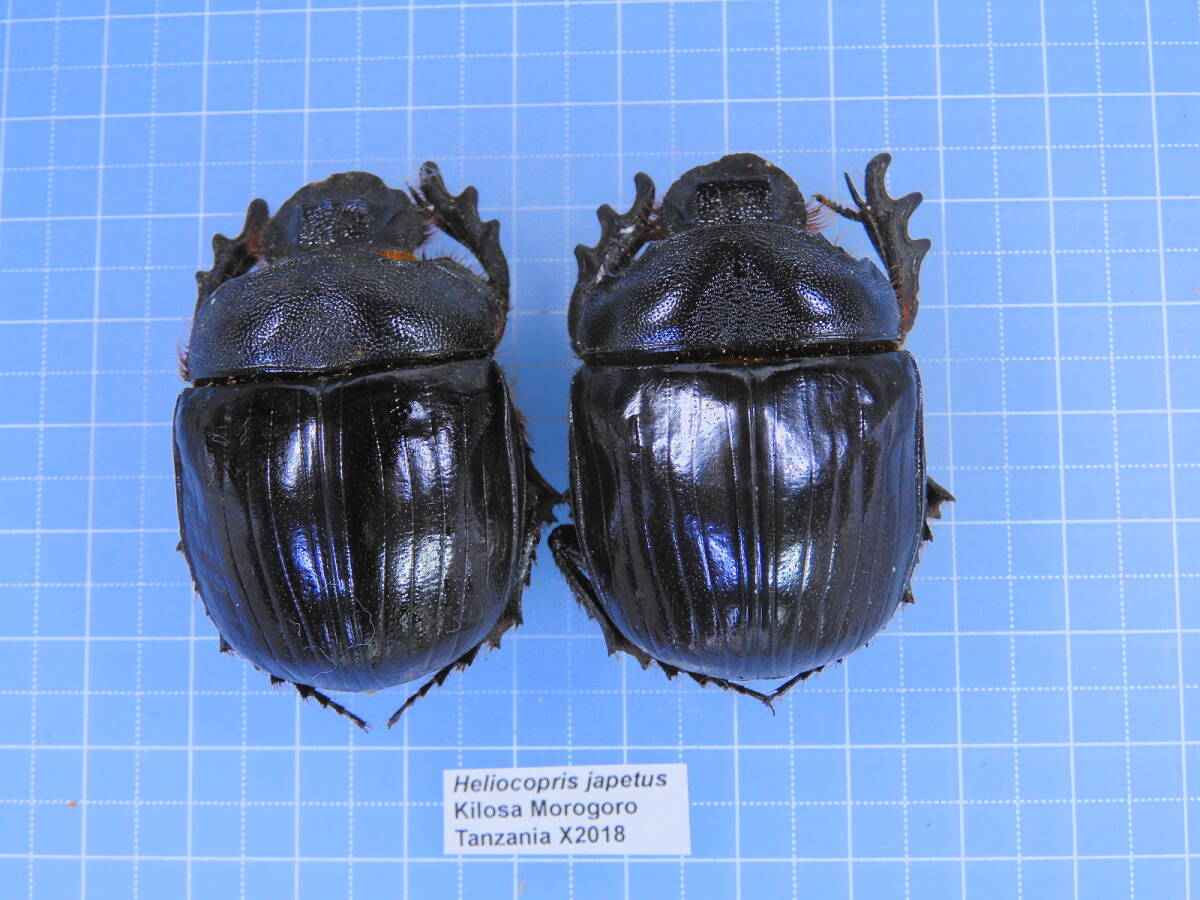 ☆タンザニア産 ダイコクコガネ 47-47mm拍卖