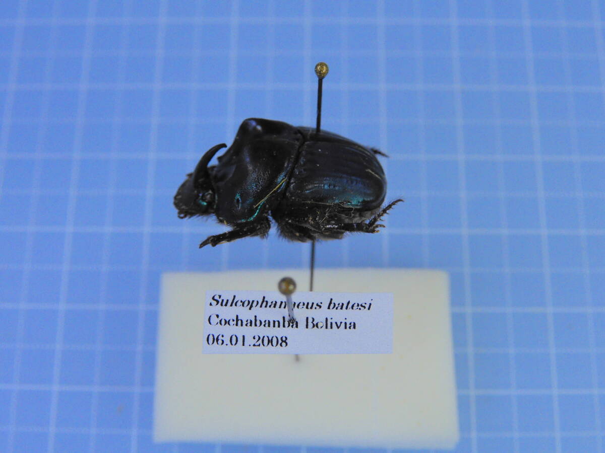 ☆ボリビア産 ベーツニジダイコクコガネ 20mm拍卖