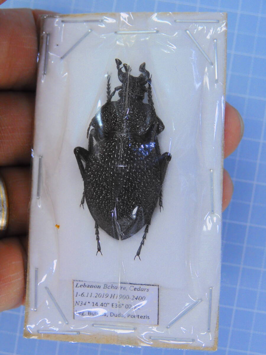 ☆シリアイボハダオサムシ 35mm拍卖