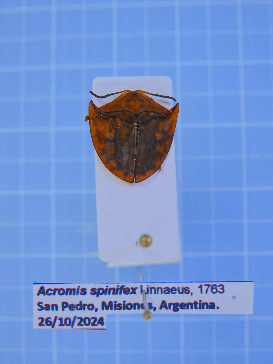 ☆アルゼンチン産 ハムシ 11mm-拍卖