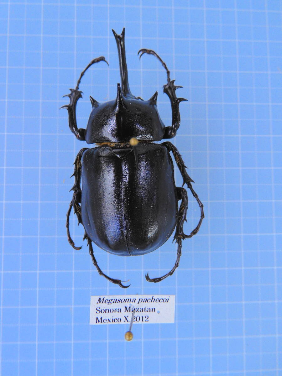 ☆メキシコ産 特大 パチャコゾウカブト 55mm拍卖