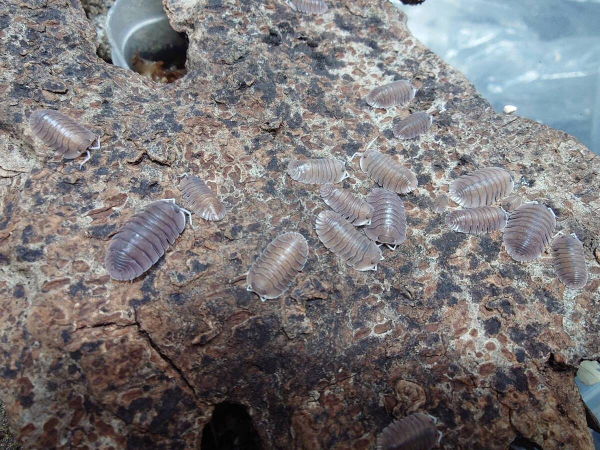 10匹セットTroglodillo sp. “Soil”ダンゴムシ ワラジムシ拍卖