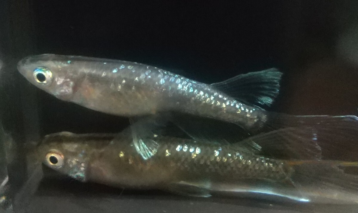 【卵】リアルロングフィン ルカ 15粒+α 【〒180円】拍卖