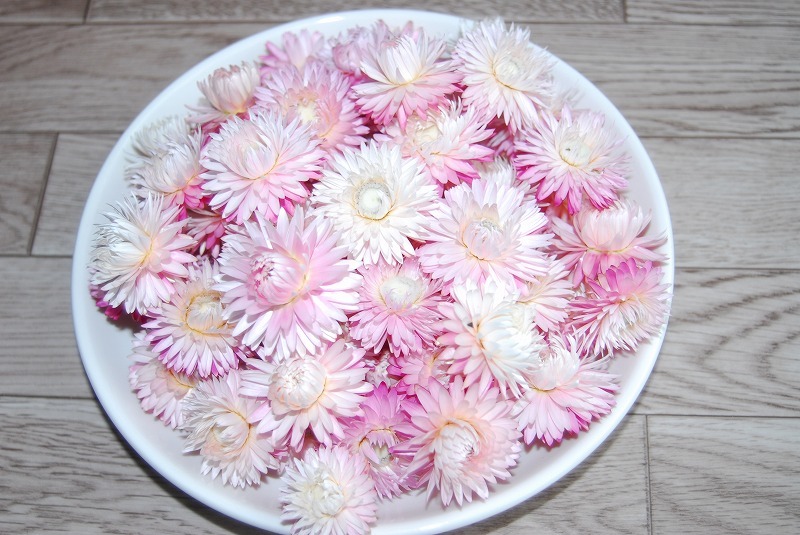 ★☆★帝王貝細工★ヘリクリサムヘッド★ 50個★N69-1★☆★ 拍卖