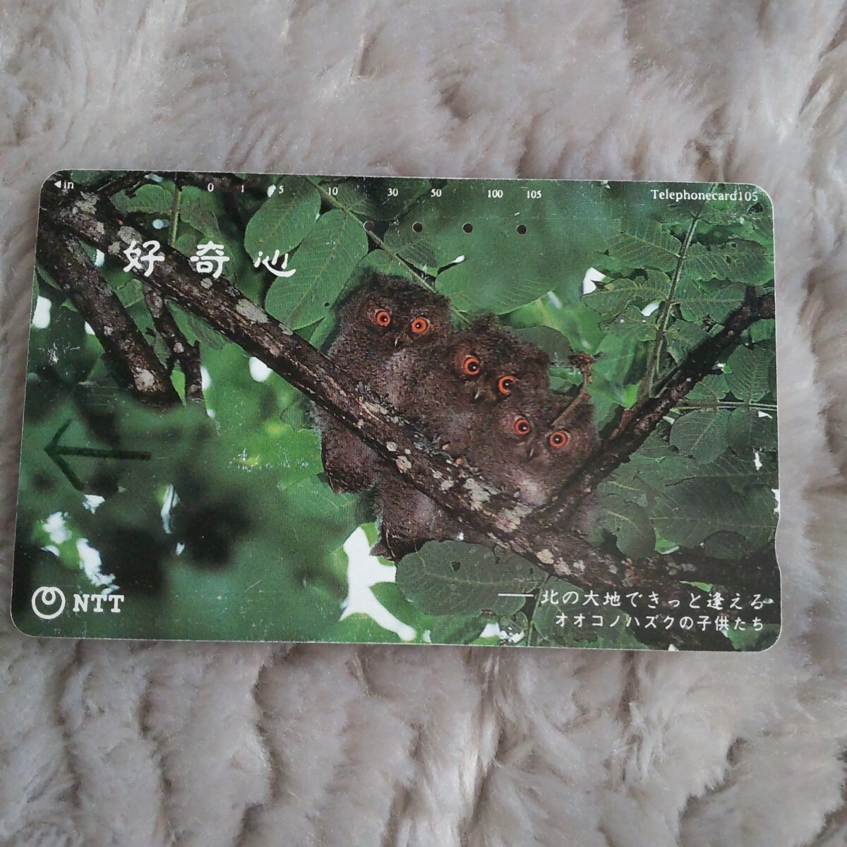 コレクション オオコノハズク テレホンカード 北海道 残数10以上有り テレカ 北の生き物拍卖