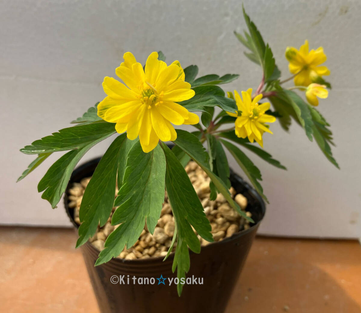 八重咲黄花の一輪草 ◇キンポウゲ科 3寸ポリポット栽培 ☆開花時期4月~拍卖