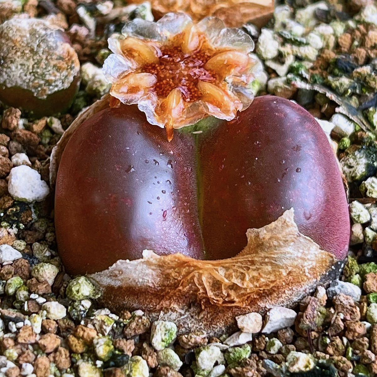 自家採種◎コノフィツム・マウガニー ルフェセンス 種子10粒◎多肉植物拍卖