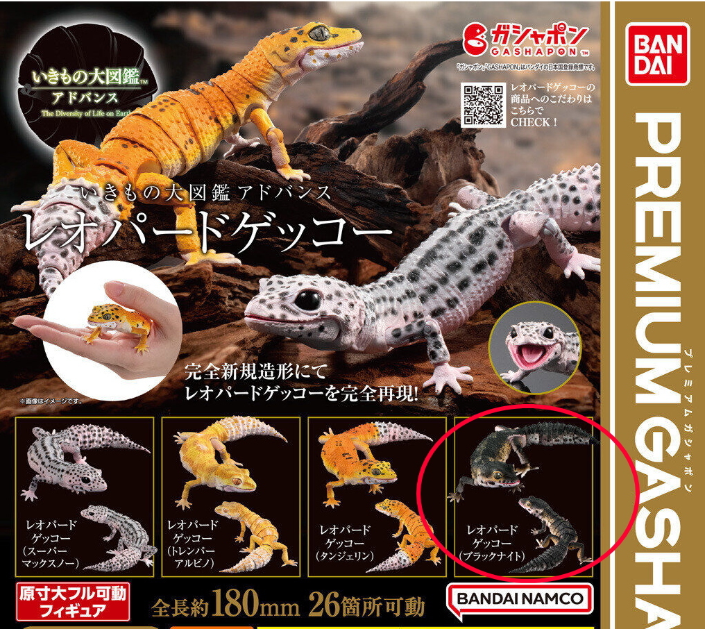 いきもの大図鑑 アドバンス レオパードゲッコー ブラックナイト ガシャポン ガチャ 匿名配送拍卖