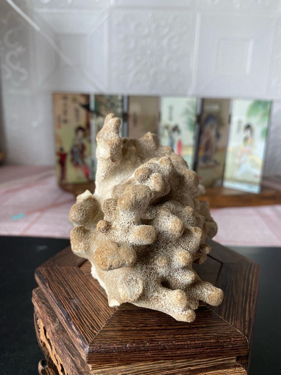 白珊瑚 サンゴ 水槽 アクアリウム 珊瑚礁 飾り インテリア ディスプレイ オブジェ 置物拍卖