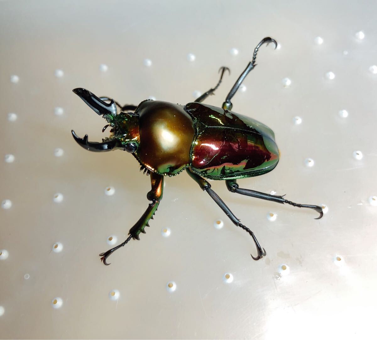 『M648』超赤ニジイロクワガタ (クイーンズランド)♂43mm単体拍卖