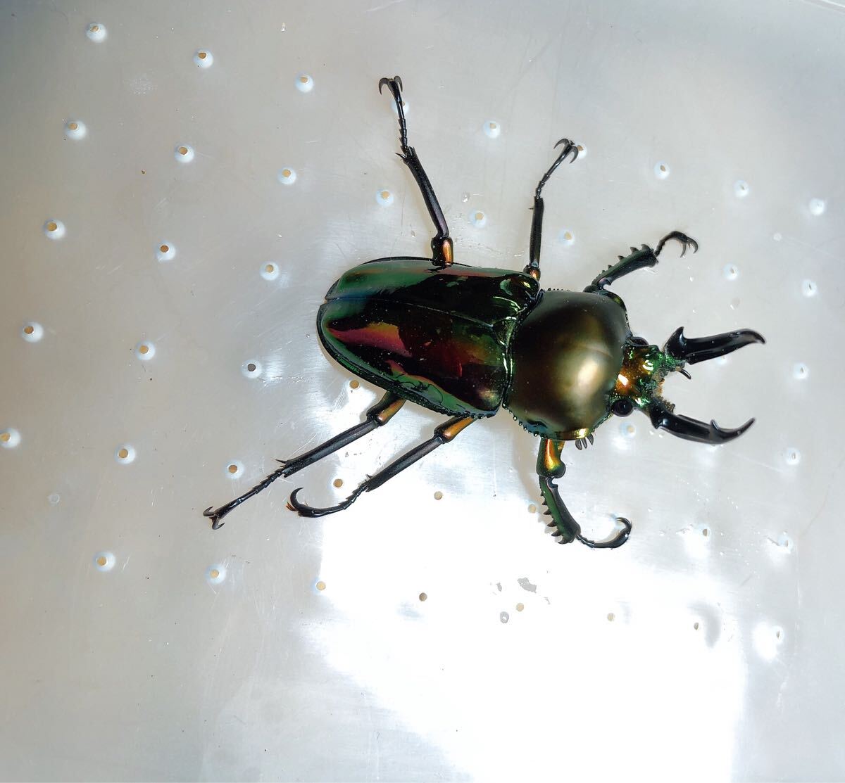 『M656』ニジイロクワガタ (クイーンズランド)♂47mm単体拍卖