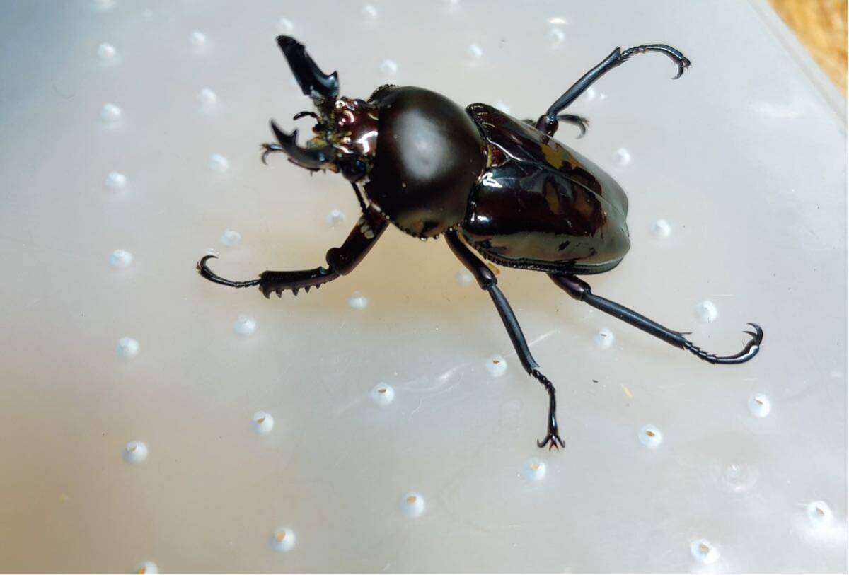 『M658』超黒ニジイロクワガタ (クイーンズランド)♂40mm単体拍卖