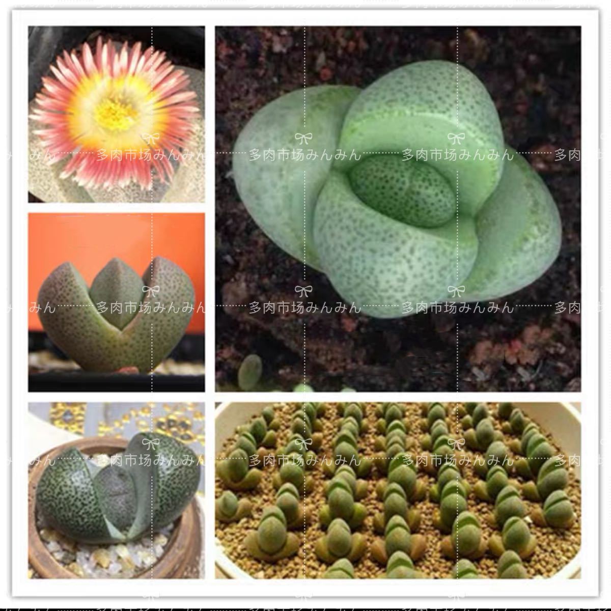 多肉植物 リトープス 希少種子 緑帝玉 /20粒拍卖