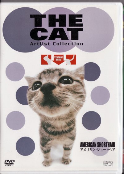 ★THE CAT アメリカン・ショートヘア 猫 ネコ拍卖