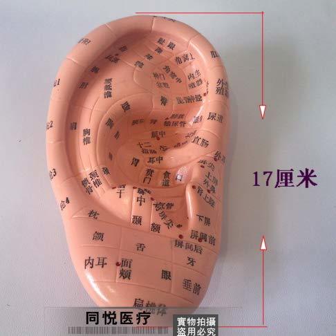 ☆格安 人体模型 耳 耳つぼ模型 反射区模型 耳模型17cm ジュエリー教材拍卖