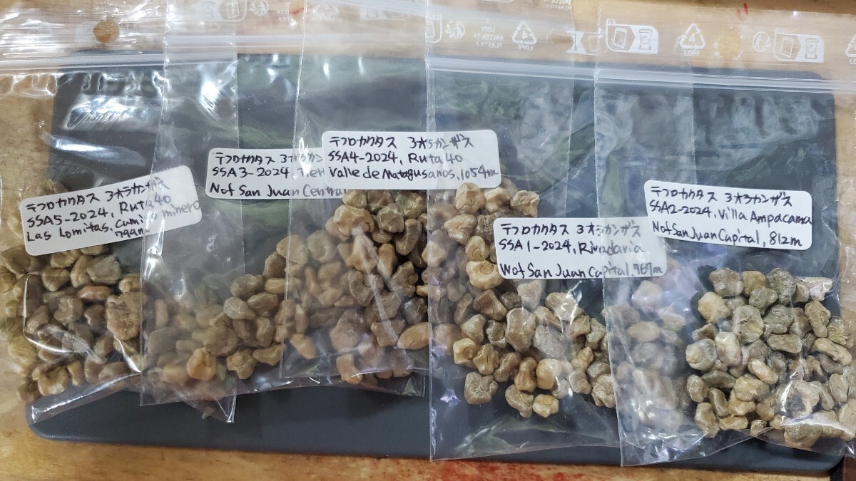 テフロカクタス アオラカンザス 5種類セット 種子5粒ずつ拍卖