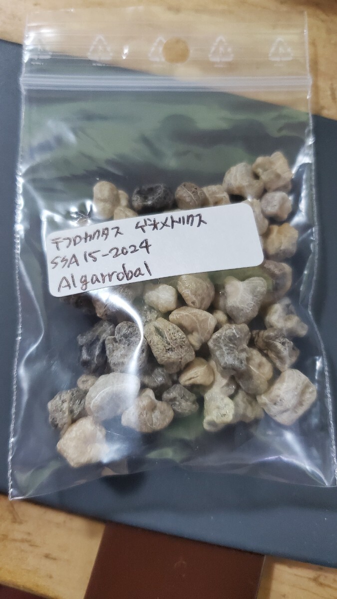 テフロカクタス ゲオメトリクス SSA15-2024 種子5粒拍卖