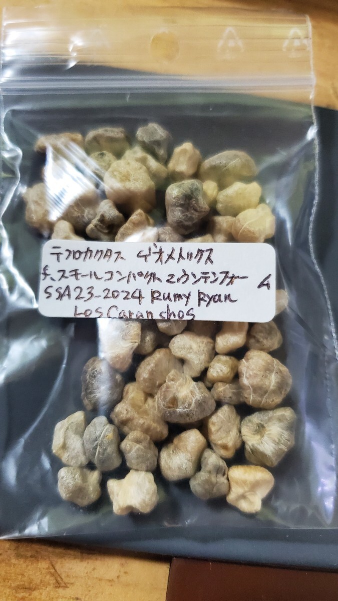 テフロカクタス ゲオメトリクス f.スモールコンパクト マウンテンフォーム SSA23-2024 種子5粒拍卖