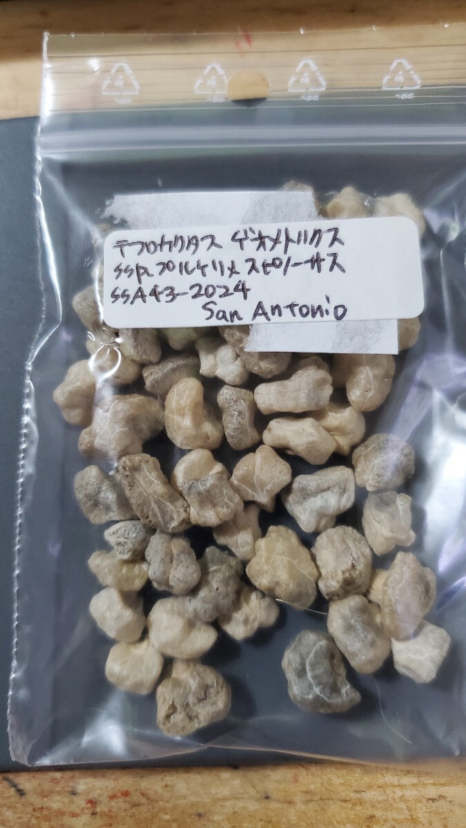 テフロカクタス ゲオメトリクス ssp.プルケリメスピノーサス SSA43-2024 種子5粒拍卖