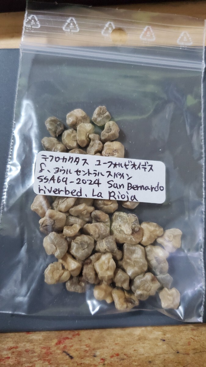 テフロカクタス ユーフォルビオイデス f.アウルセントラルスパイン SSA69-2024 種子5粒拍卖