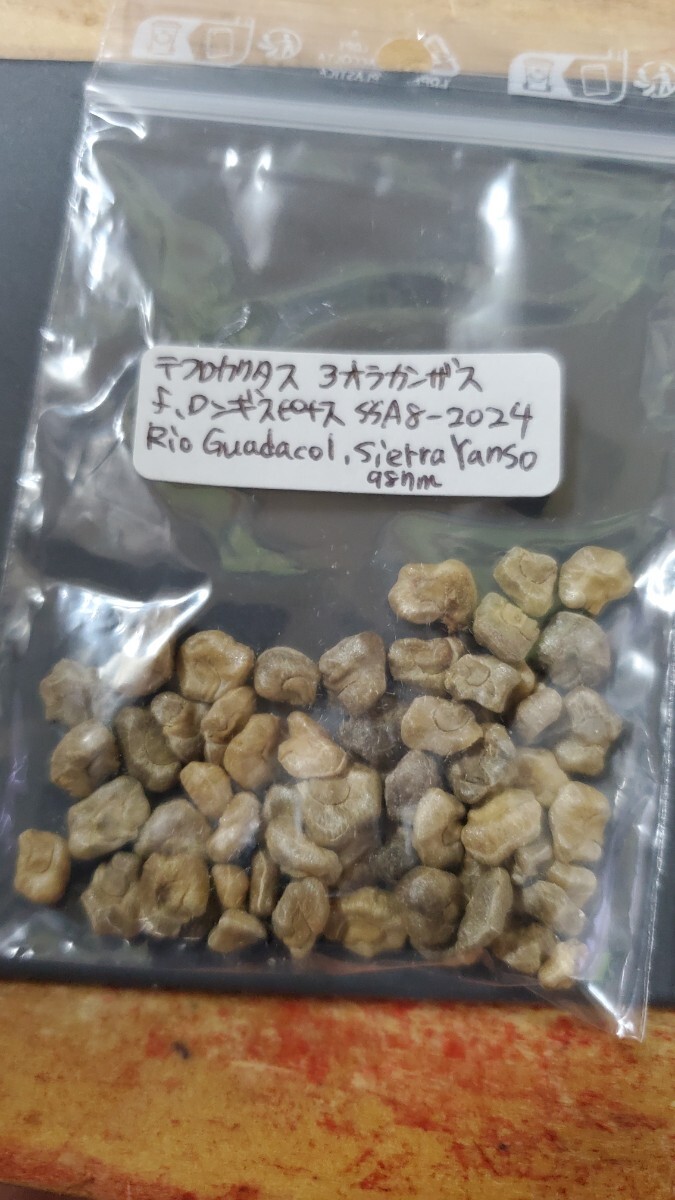テフロカクタス アオラカンザス f.ロンギスピナス SSA8-2024 種子5粒拍卖