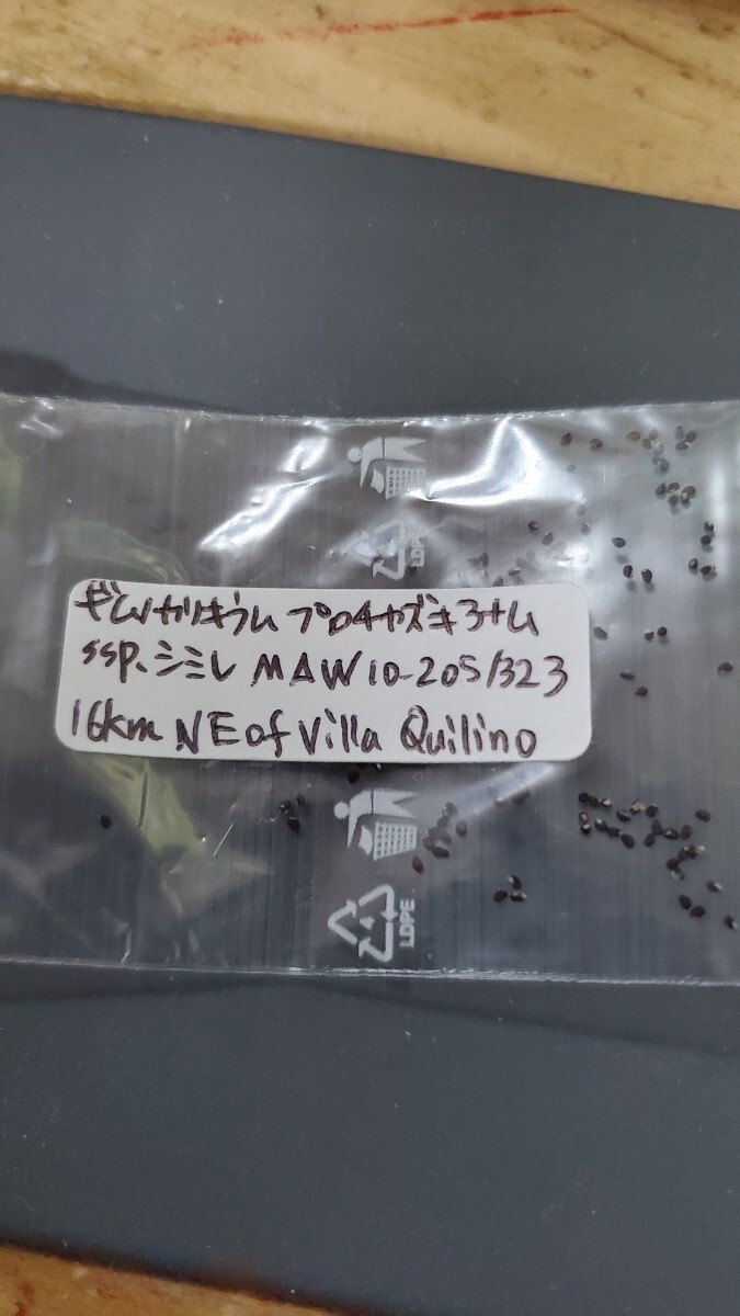 ギムノカリキウム プロチャズキアナム ssp.シミレ MAW10-205/323  種子 15粒拍卖