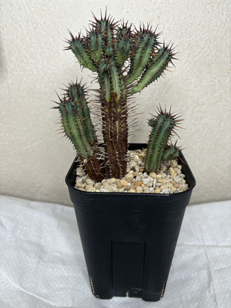 Euphorbia heptagona ユーフォルビア 紅彩閣 群生 子株多数 トウダイグサ科拍卖