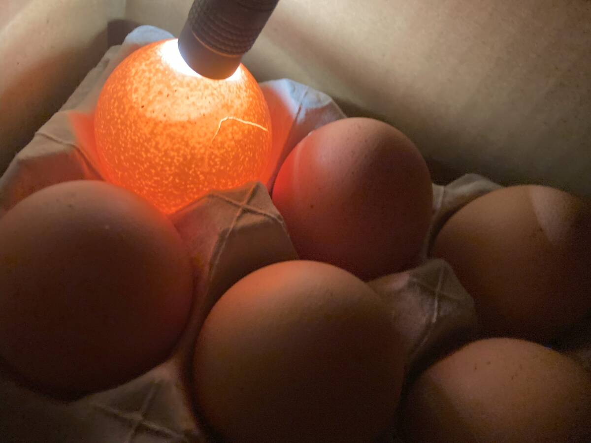 【新品】昭和フランキ製 検卵用 エッグテスター(ACアダプター付き)拍卖