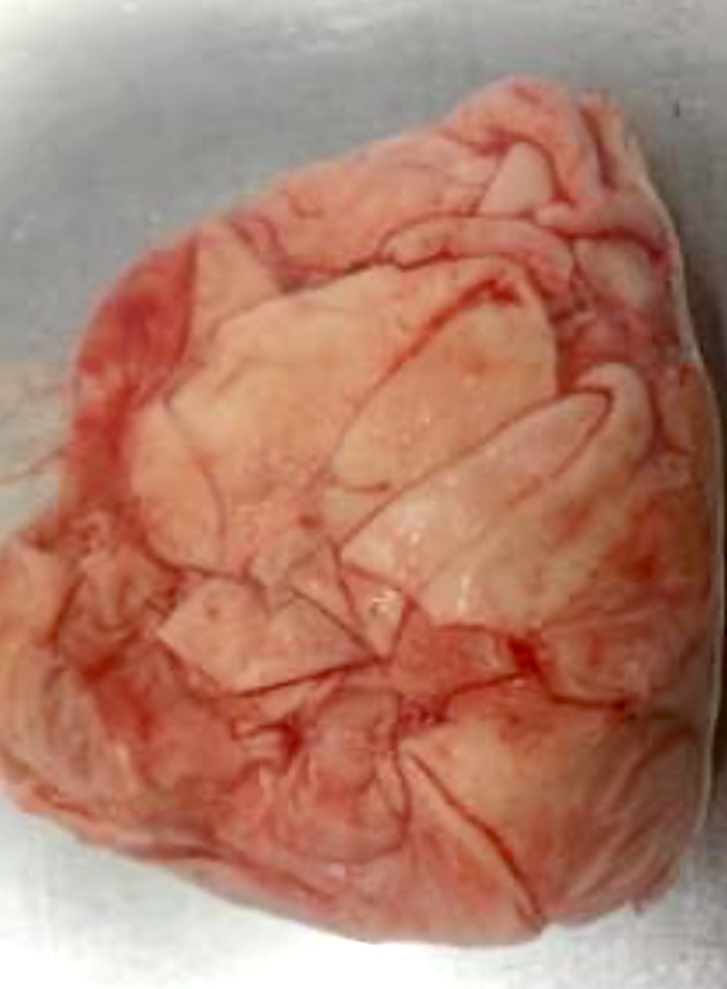 業務用に最適!【20kg】国産 牛スジ(メンブレン/はらみまく)1kg×20パック 牛ハラミ皮筋!おでん!牛すじ串に!!拍卖